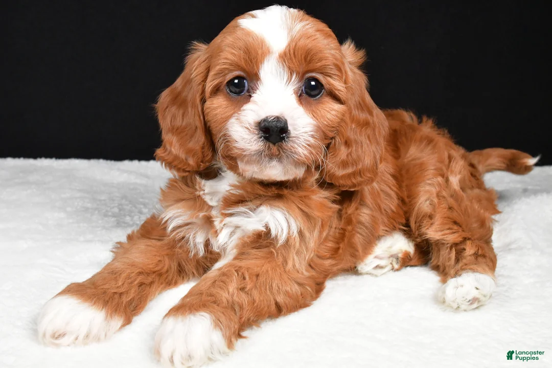 Cavapoo dogs for sale: Kairi - Ad 6