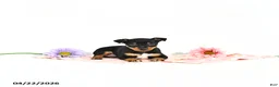 Miniature Pinscher dogs for sale: Julie       EXTRA SMALL - Ad 4