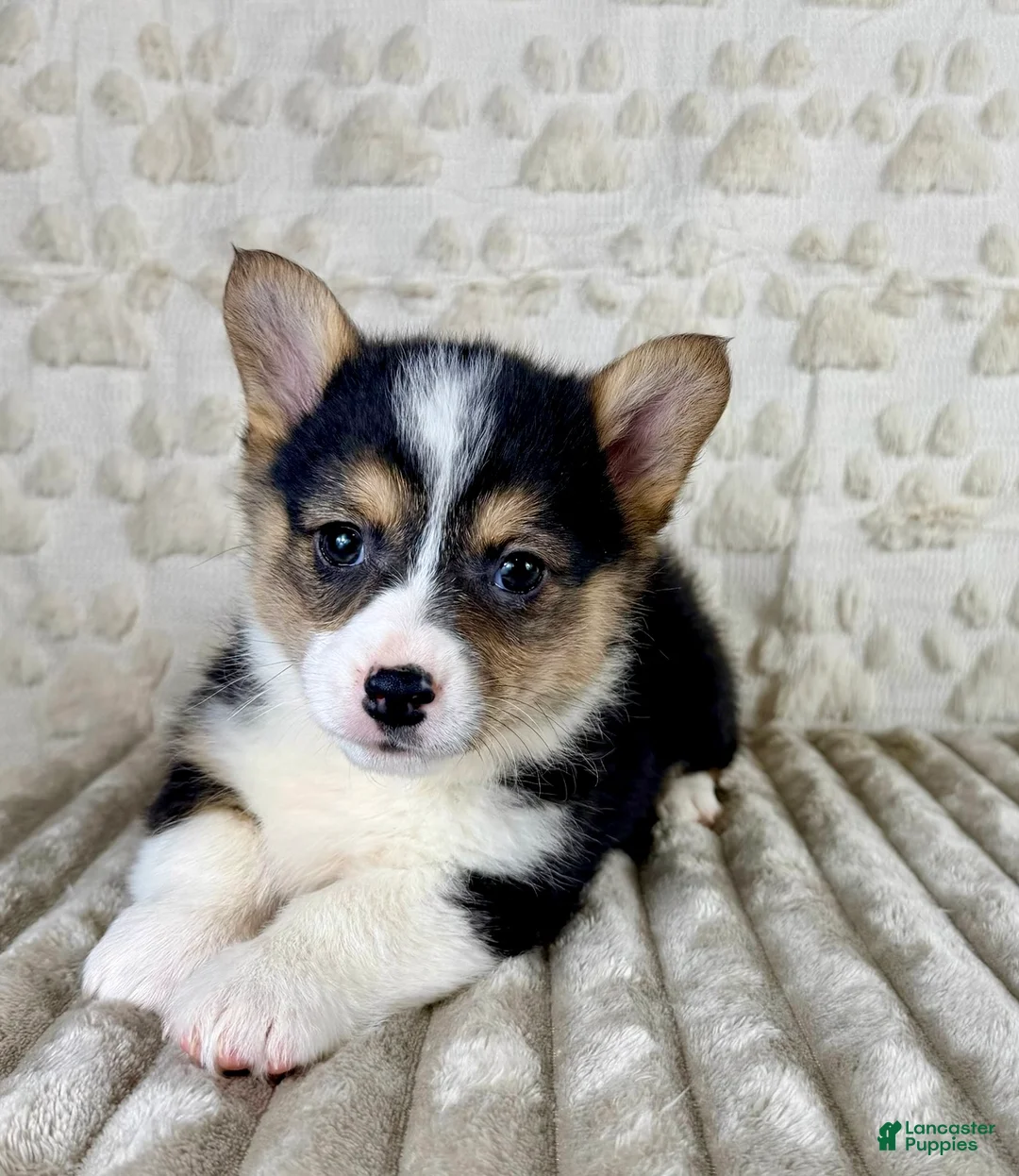 Welsh Corgi Pembroke dogs for sale: CKC Bo - Ad 5