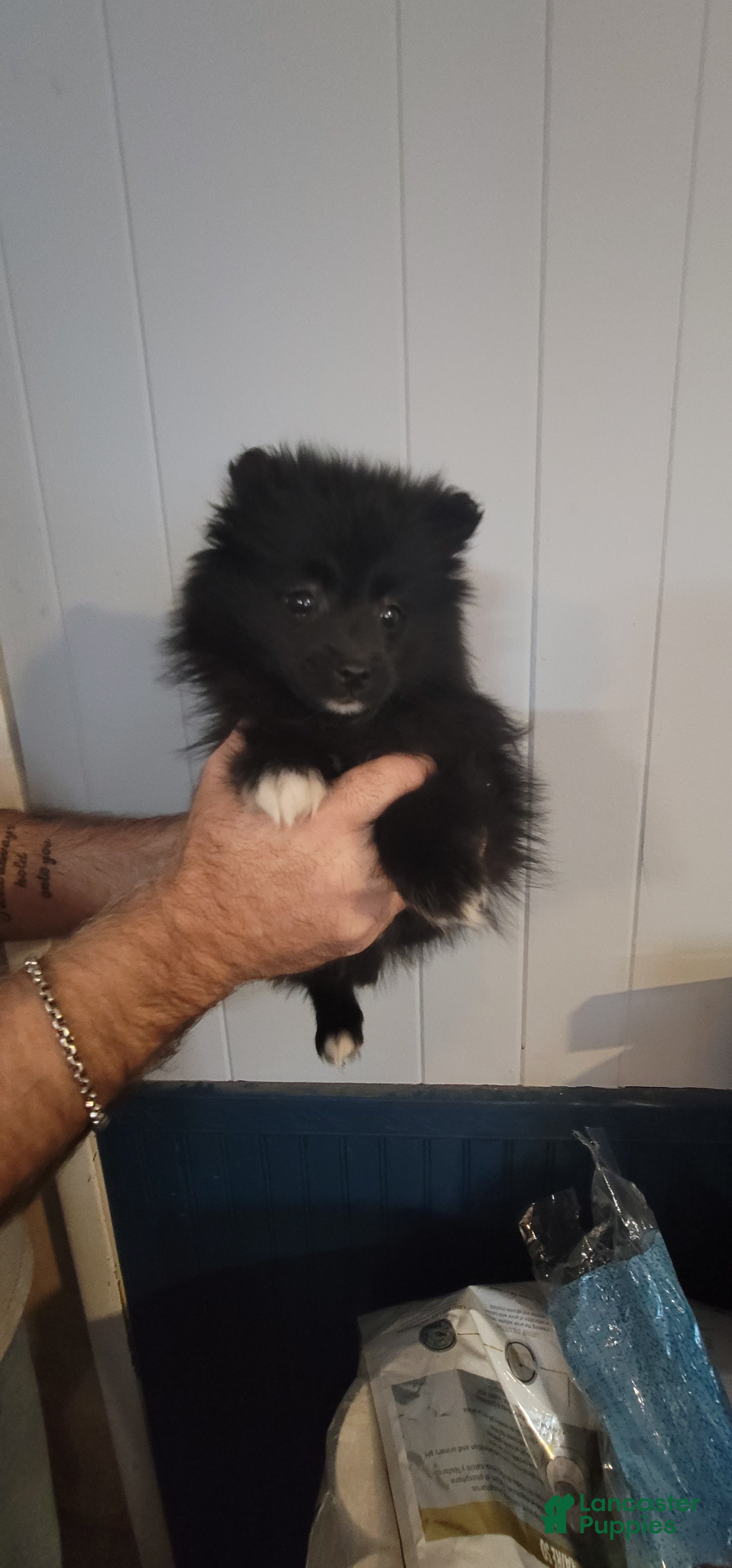 Pomeranian dogs for sale: Paula  - Ad 4
