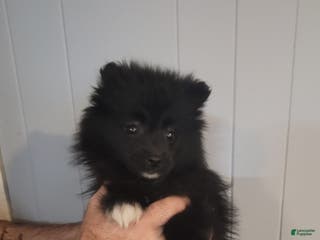 Pomeranian dogs for sale: Paula - Ad 4