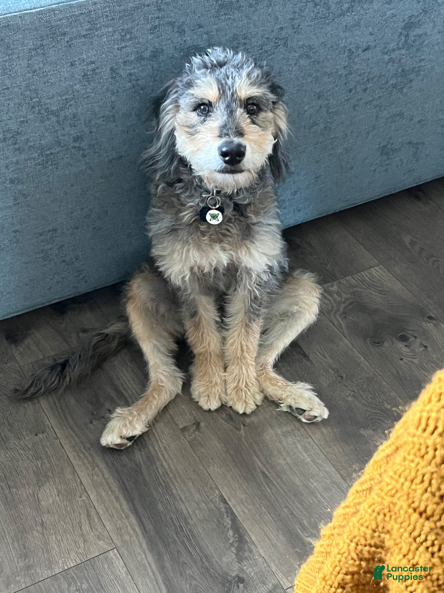 Mini Bernedoodle dogs Remi - Ad 1