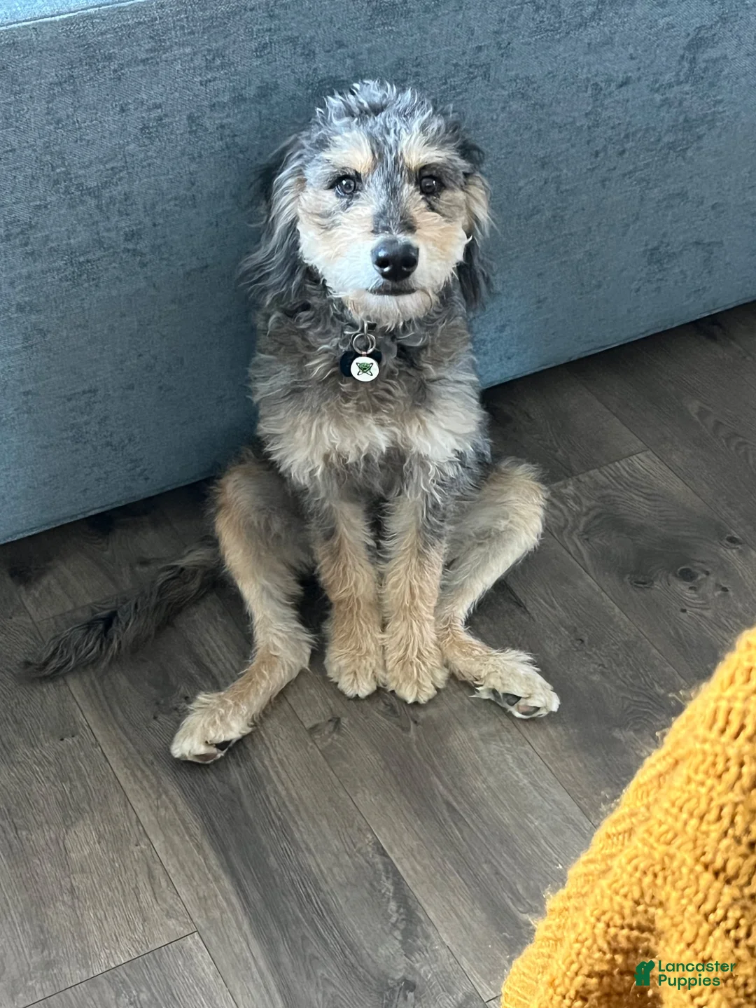Mini Bernedoodle dogs for sale: Remi - Ad 1