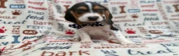 Beagle dogs for sale: Waylon - Ad 7