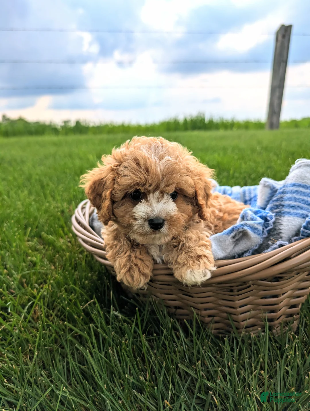 Cavapoo dogs for sale: Teddy  - Ad 7