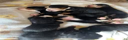 Bernese Mountain Dog dogs for sale: Dark Pink Female - Ad 9