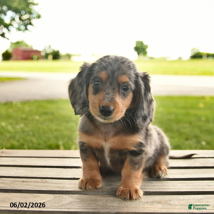 Miniature Dachshund dogs North  - Ad 1
