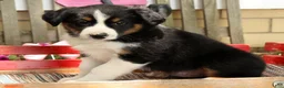 Australian Shepherd dogs for sale: Midnight - Ad 9