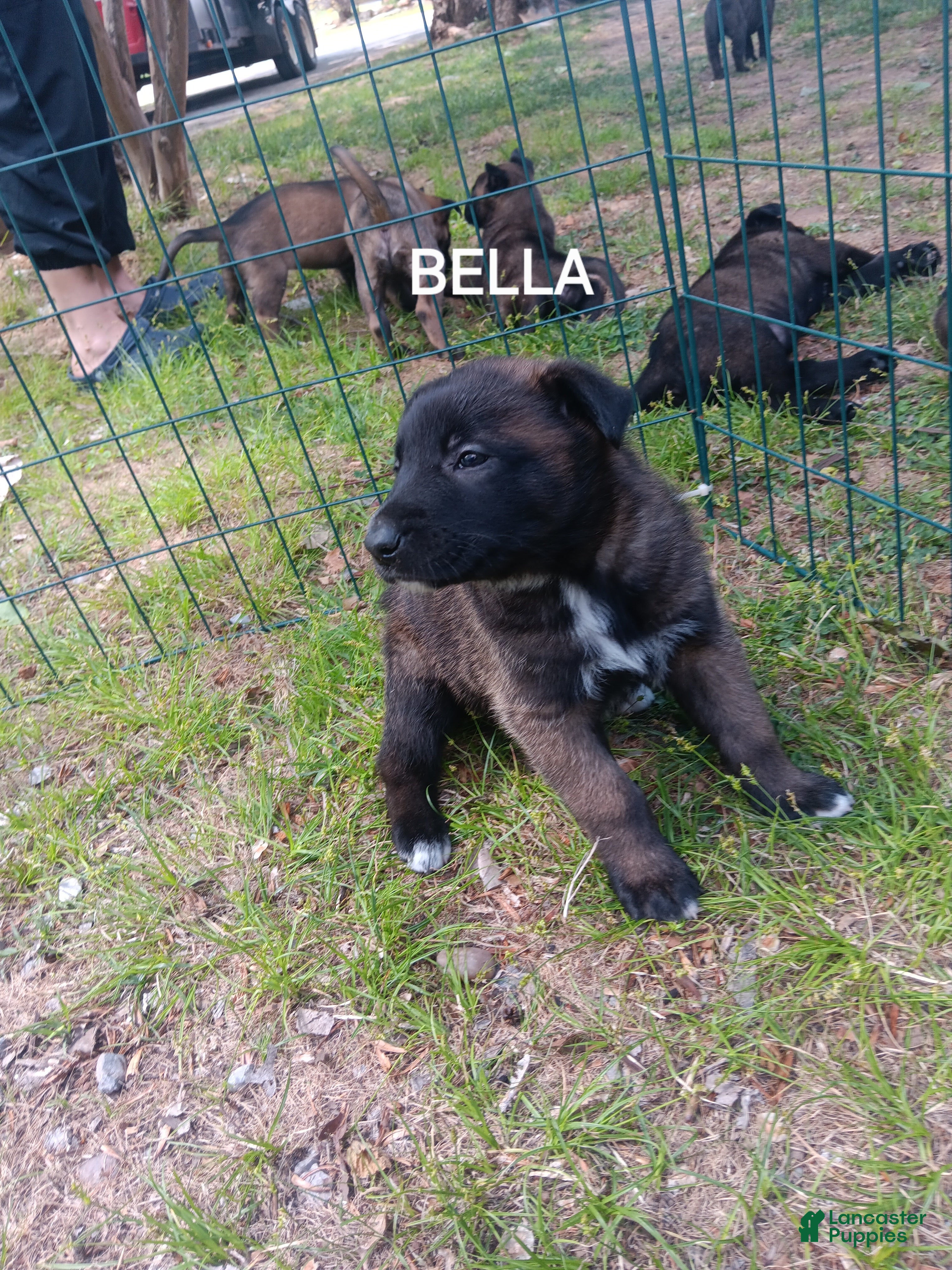 Belgian Malinois dogs Belgian Malinois Puppy 7 - Ad 2