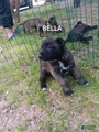 Belgian Malinois Puppy 7