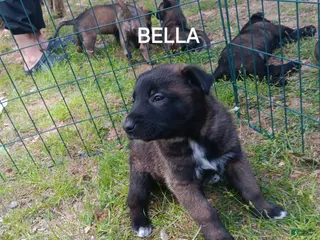 Belgian Malinois dogs Belgian Malinois Puppy 7 - Ad 2