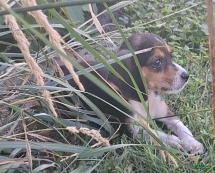 Beagle dogs Ellie - Ad 26