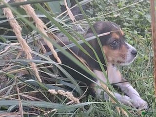 Beagle dogs Ellie - Ad 17