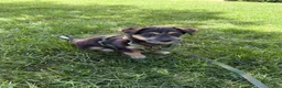 Mixed Breed dogs for sale: Blaze  - Ad 1