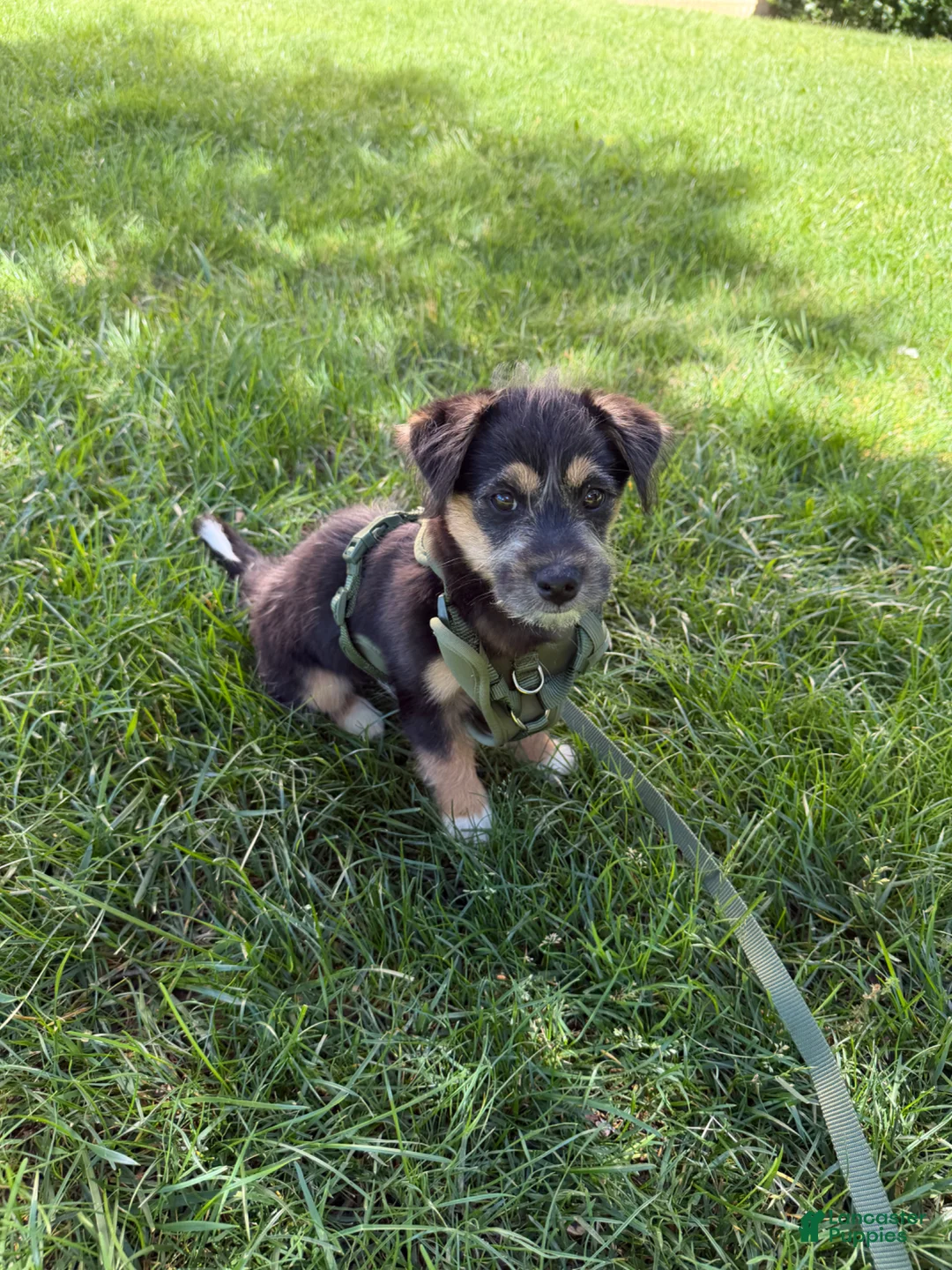 Mixed Breed dogs for sale: Blaze  - Ad 1