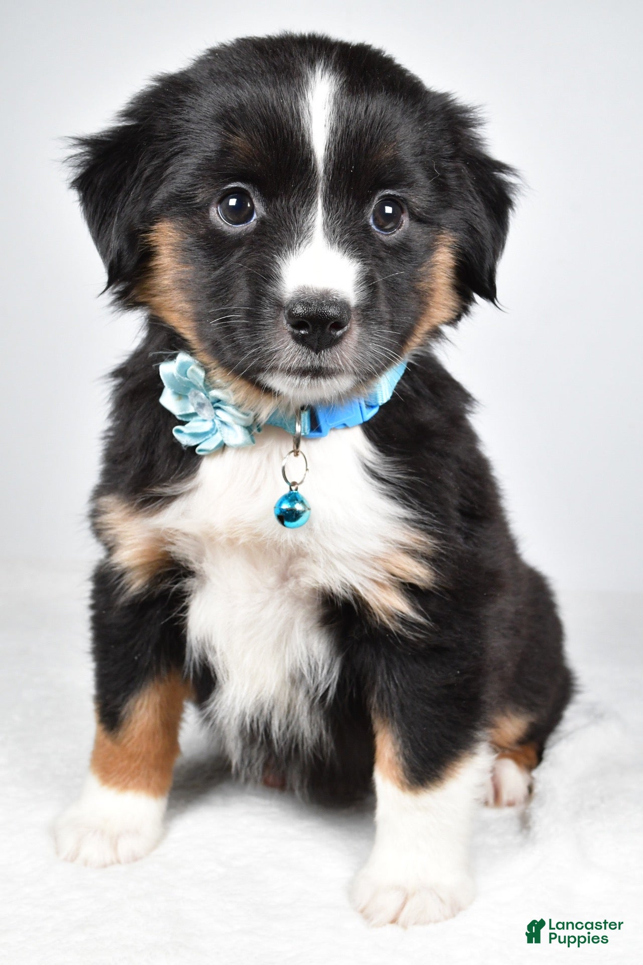 Miniature Australian Shepherd dogs for sale: Fern - Ad 1