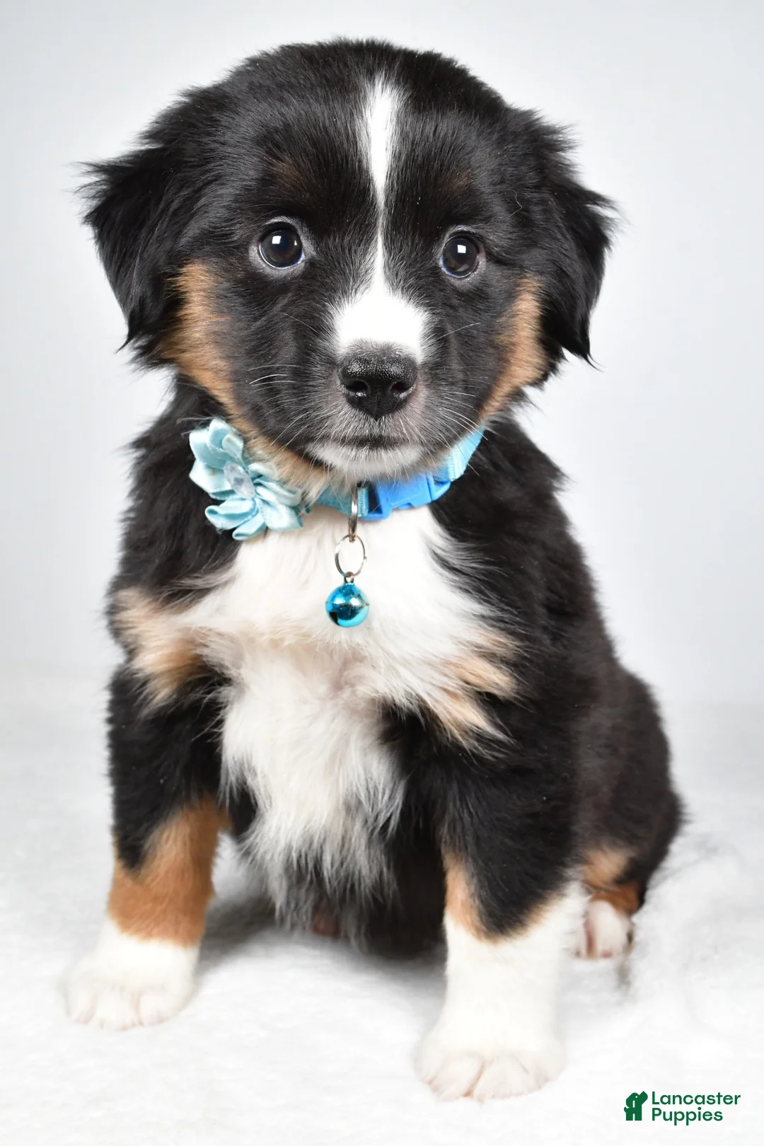 Miniature Australian Shepherd dogs for sale: Fern - Ad 1