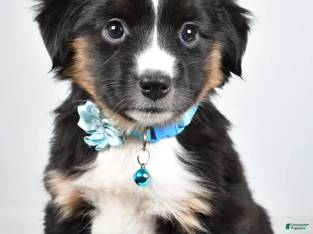 Miniature Australian Shepherd dogs for sale: Fern - Ad 1