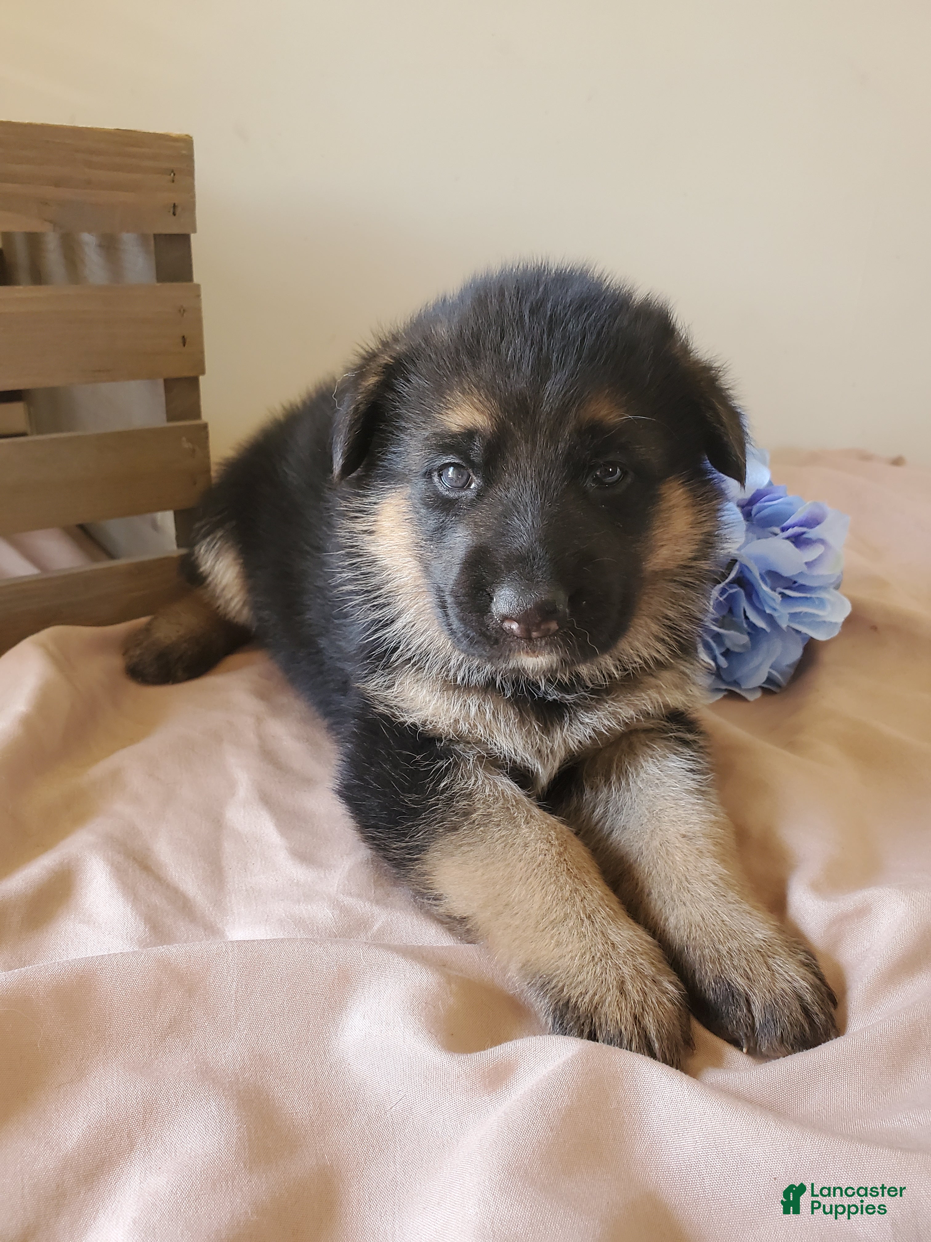 German Shepherd dogs Sparkle - Ad 1