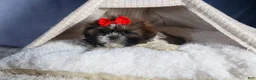 Shih Tzu dogs for sale: CHARLIE - Ad 12