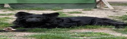 German Shepherd dogs for sale: Simba - Ad 11