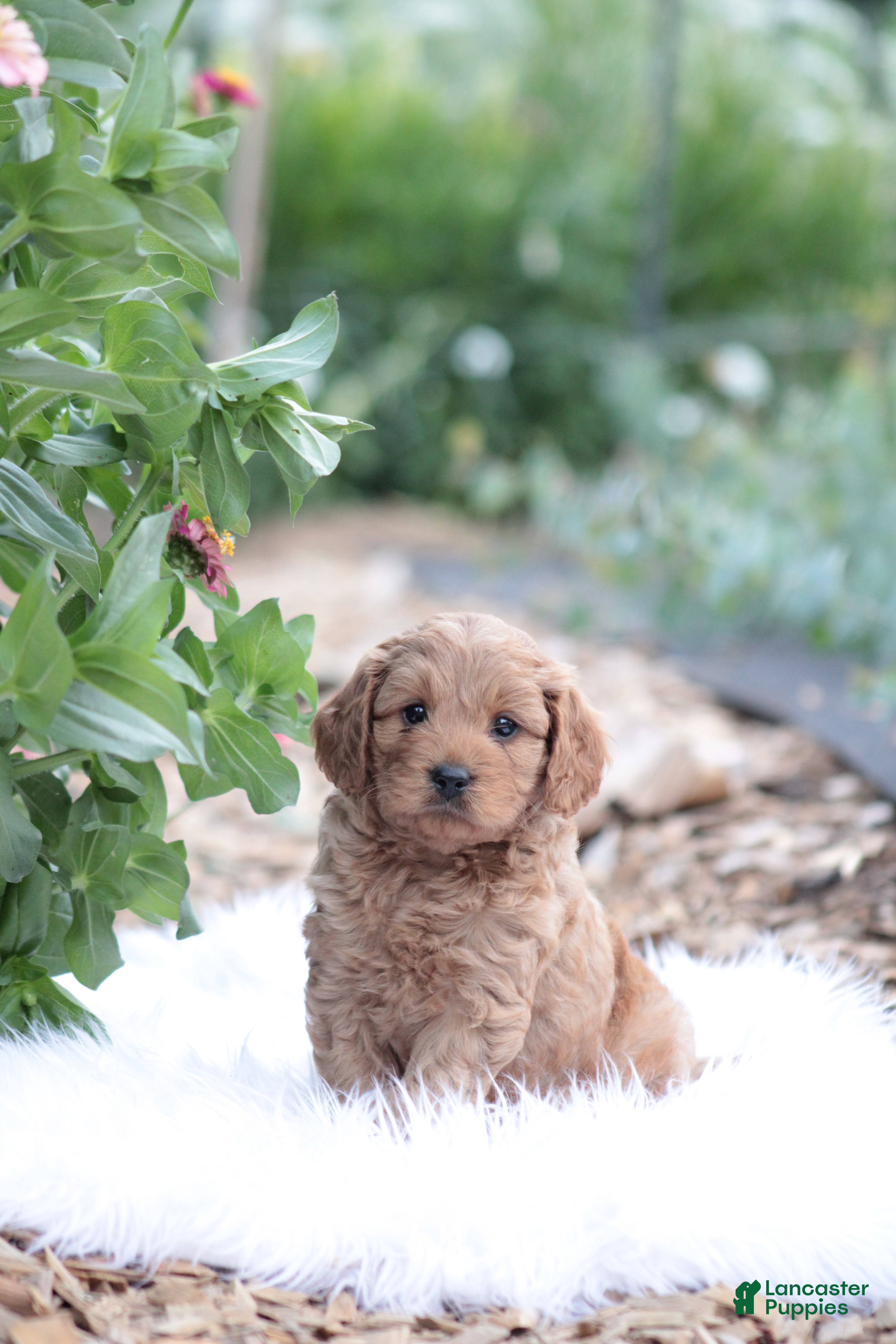 Cavapoo dogs Caramel  - Ad 22
