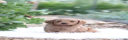 Cavapoo dogs for sale: Caramel  - Ad 1