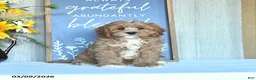 Cavapoo dogs for sale: Ivan - Ad 1