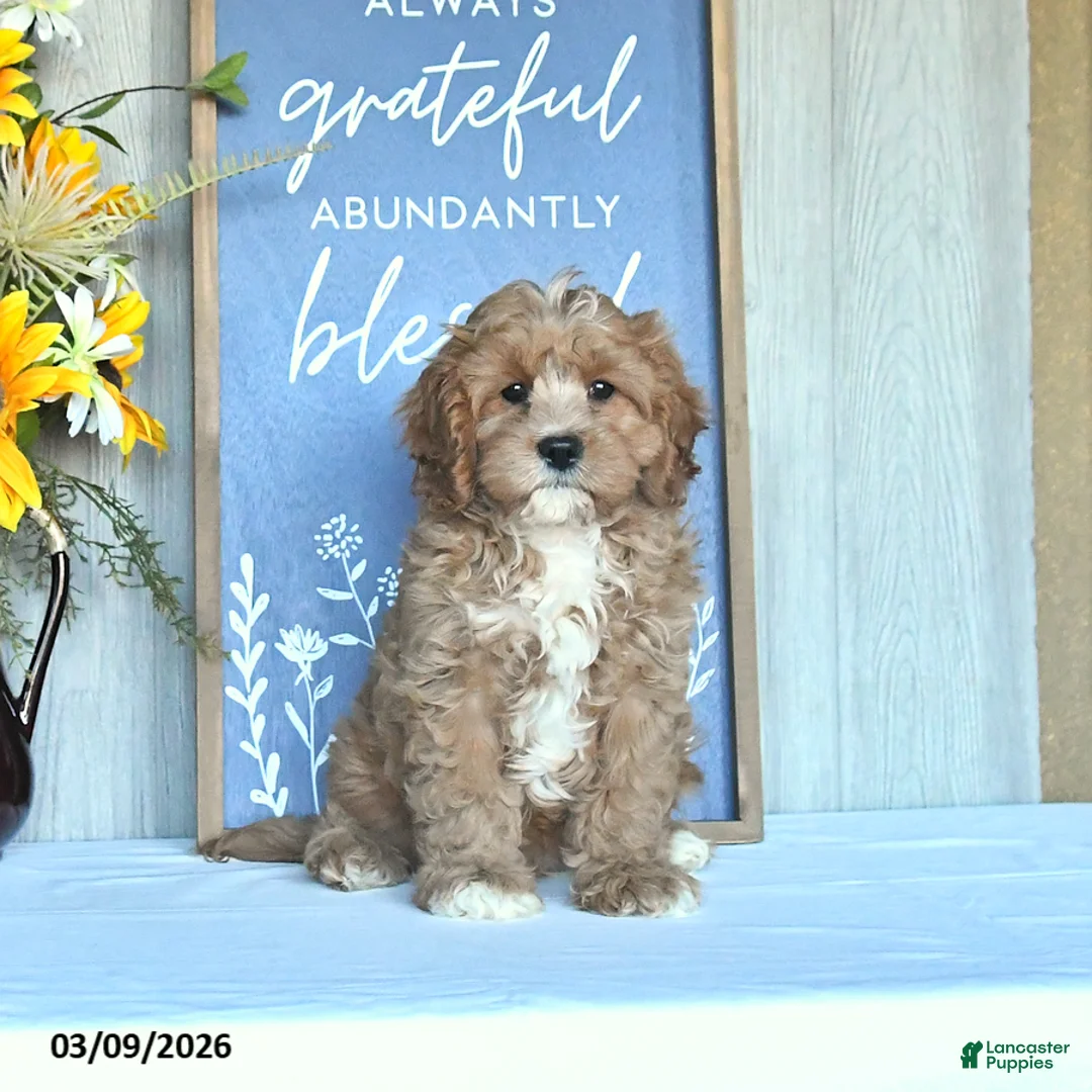 Cavapoo dogs for sale: Ivan - Ad 1