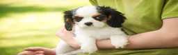Cavalier King Charles Spaniel dogs for sale: Dottie - Ad 3