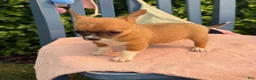 Chihuahua dogs for sale: Henry - Ad 16