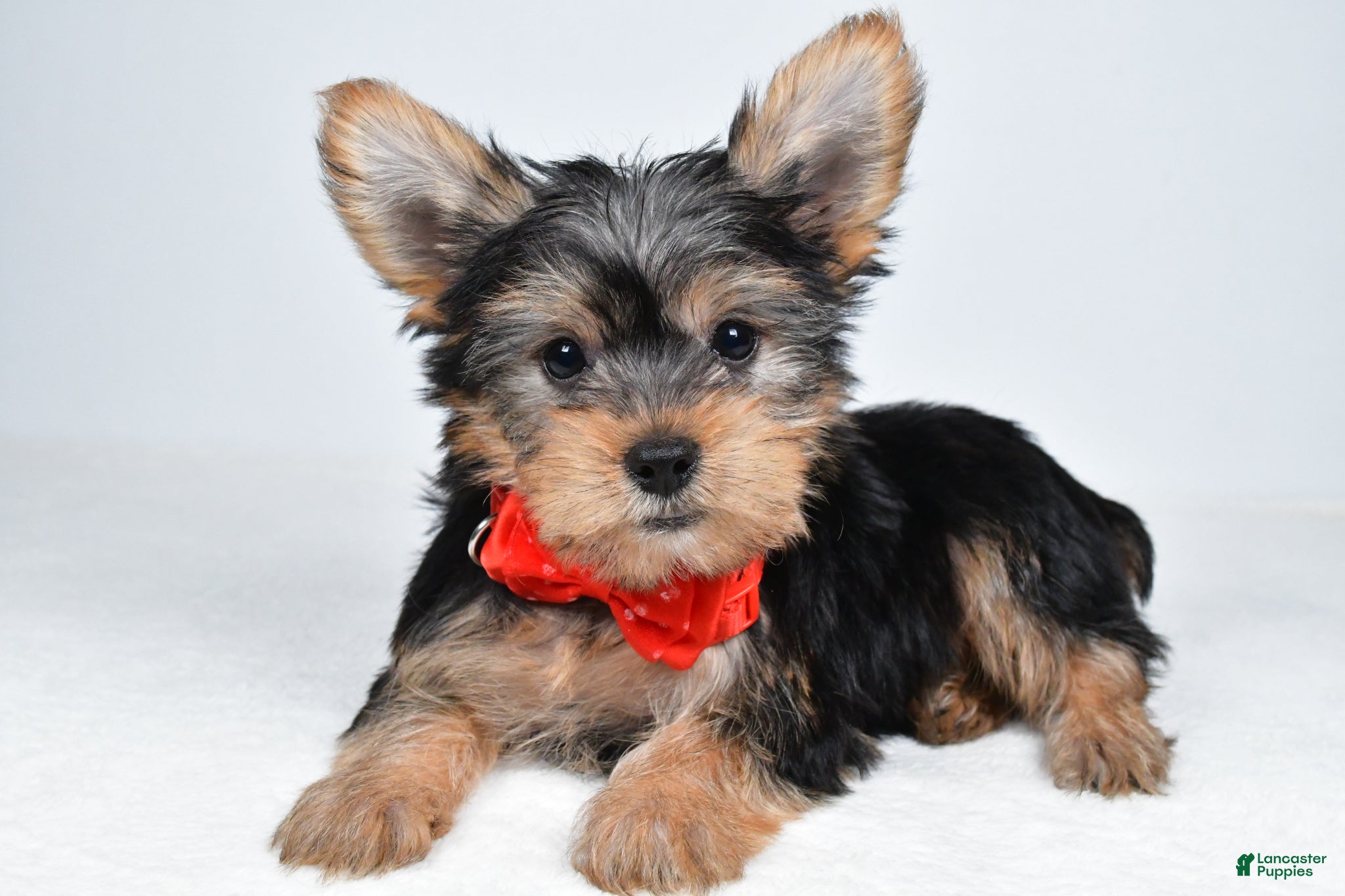 Yorkshire Terrier dogs Mason - Ad 2
