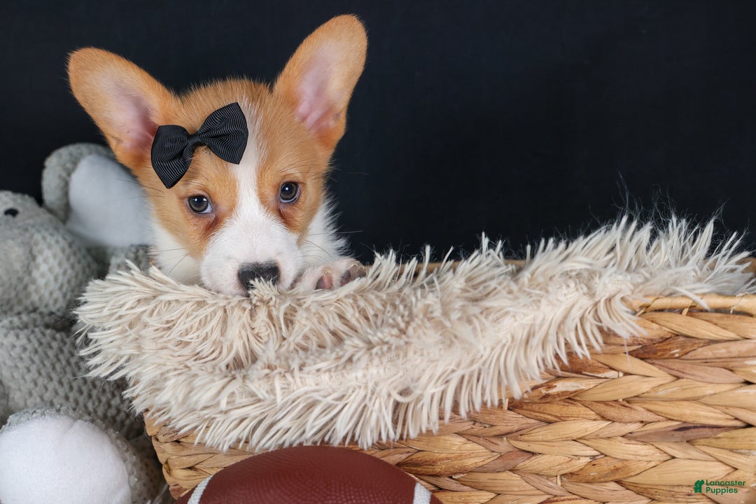 Welsh Corgi Pembroke dogs for sale: Iggy - Ad 5