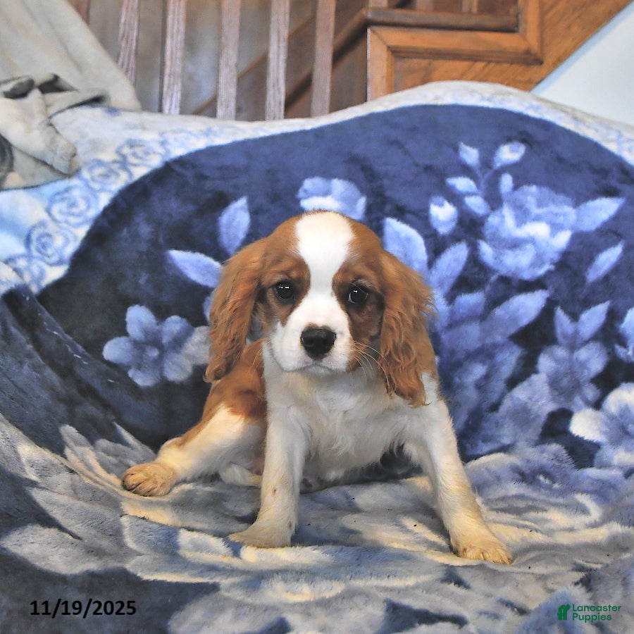 Cavalier King Charles Spaniel dogs Kash - Ad 26