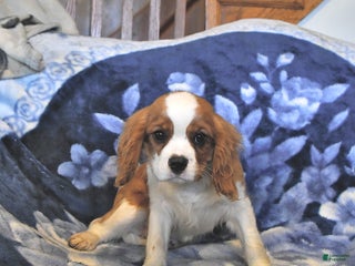 Cavalier King Charles Spaniel dogs Kash - Ad 9
