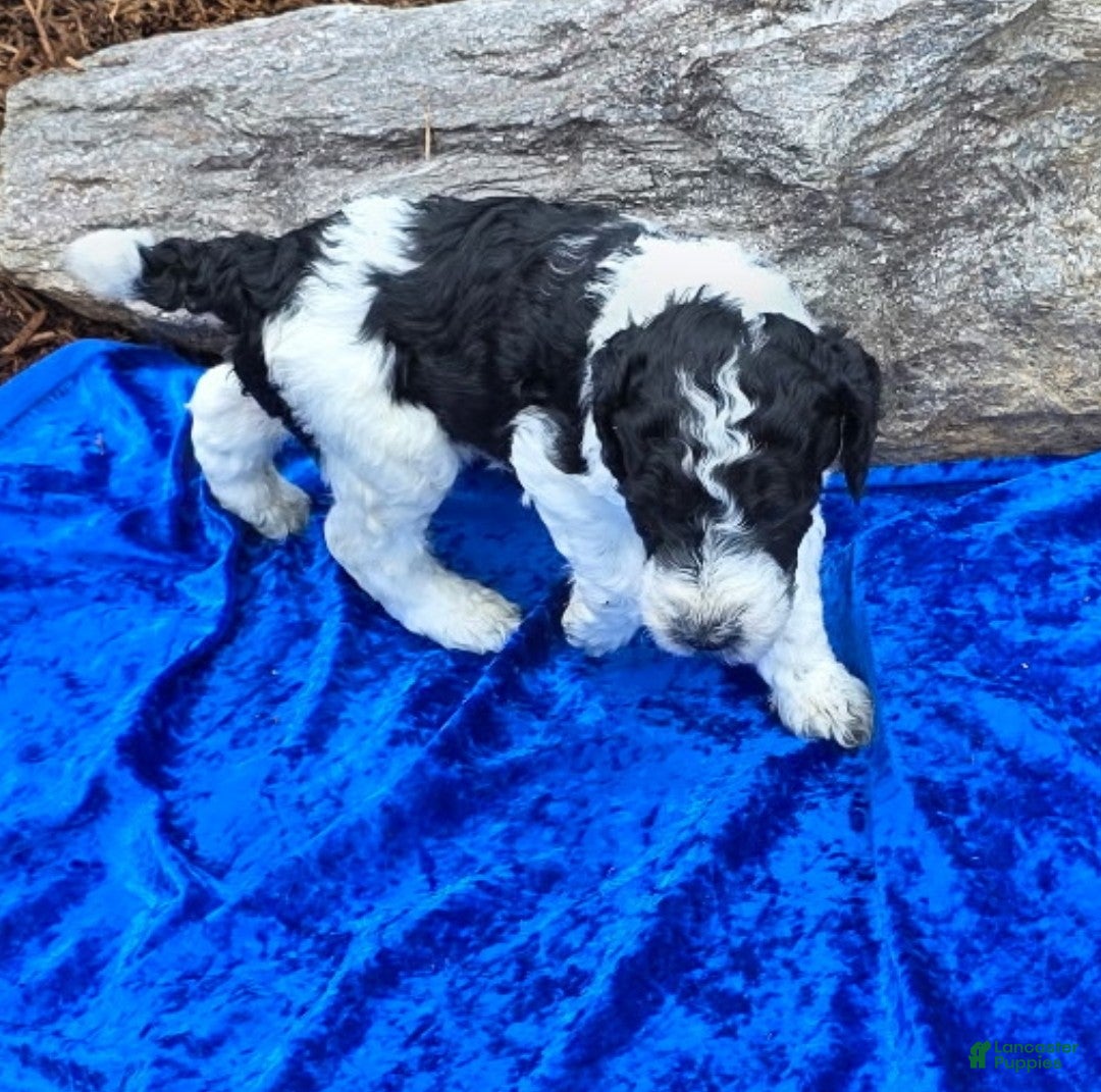 Standard Poodle dogs Standard Poodle 4 - Ad 33