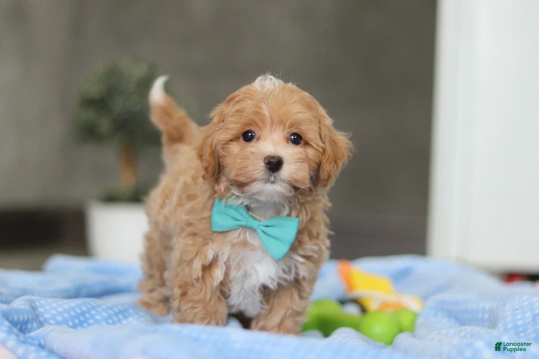 Havapoo dogs for sale: Beau - Ad 4