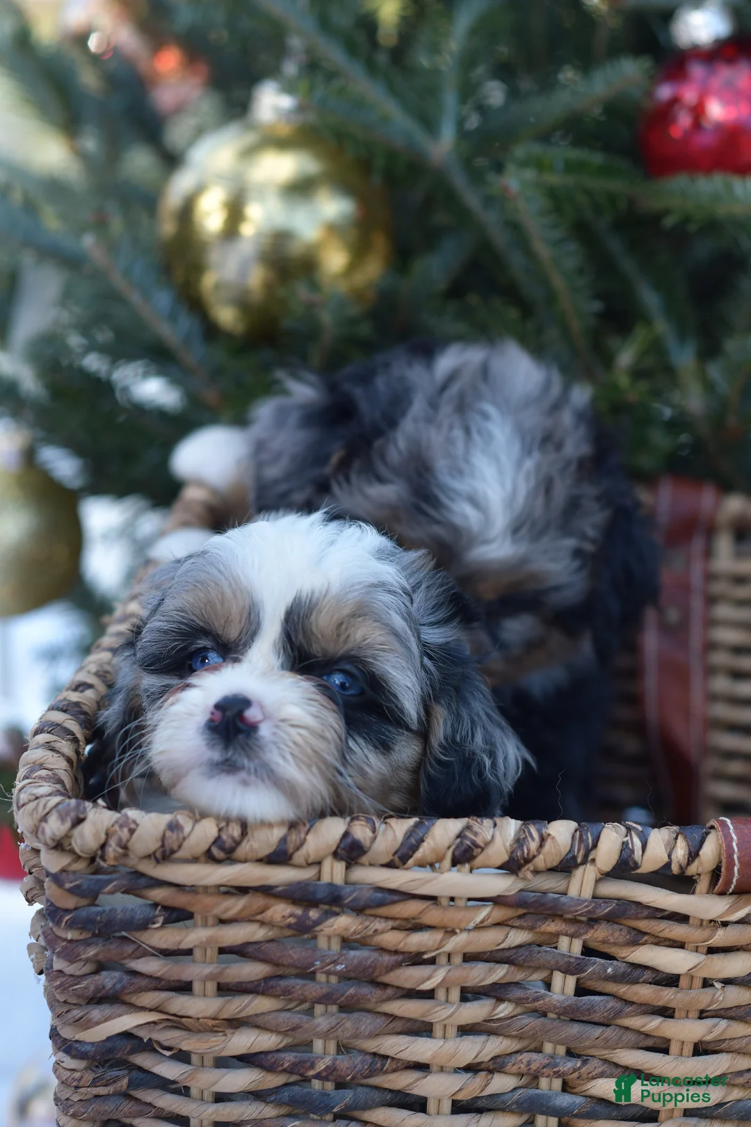 Mini Aussiedoodle dogs for sale: Rory - Ad 16