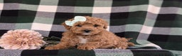 Miniature Poodle dogs for sale: Priscilla 9 lbs Full Grown - Ad 6