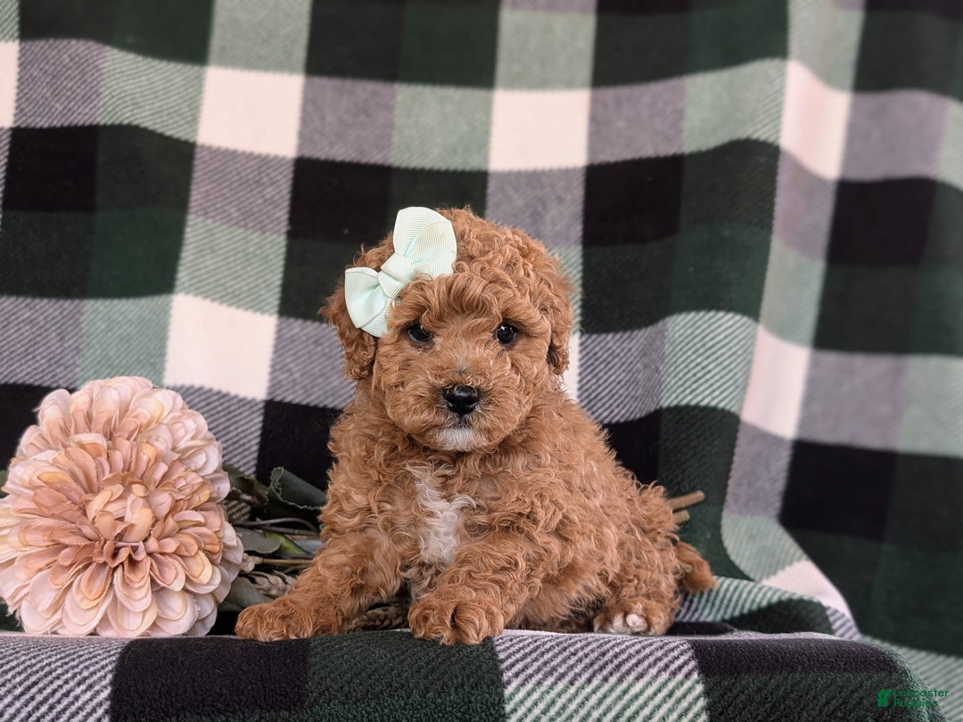 Miniature Poodle dogs for sale: Priscilla 9 lbs Full Grown - Ad 6