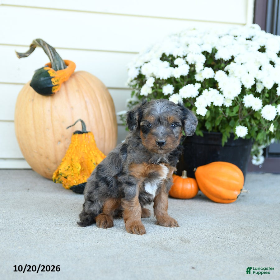 Mini Goldendoodle dogs for sale: Paris - Ad 1