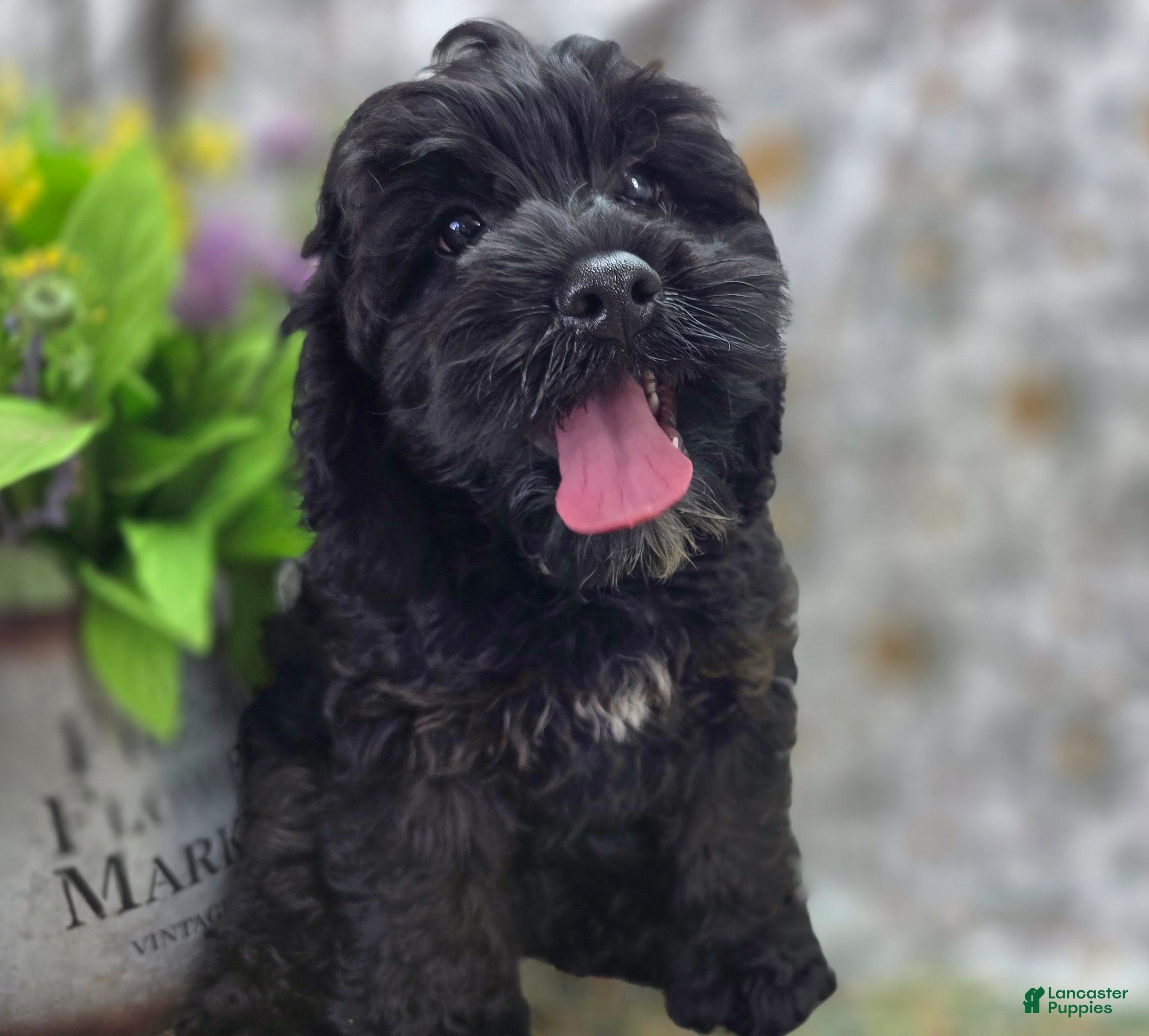 Cockapoo dogs Nova - Ad 3