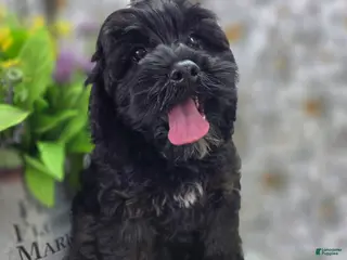 Cockapoo dogs Nova - Ad 3