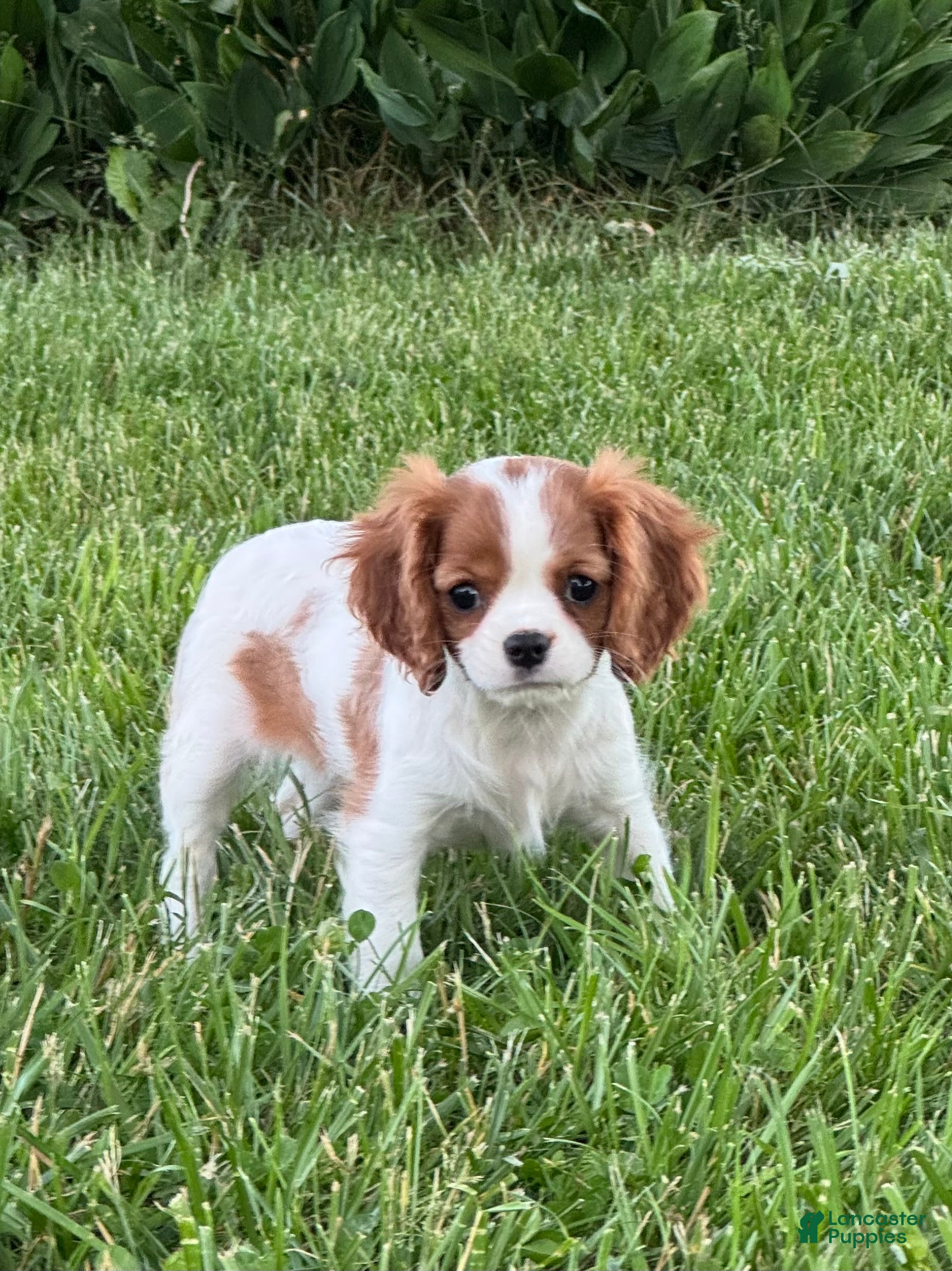 Cavalier King Charles Spaniel dogs Giggles  - Ad 1
