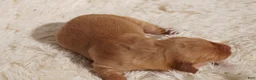 Golden Retriever dogs for sale: Daisy -AKC, Genetically Clear - Ad 25