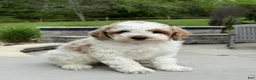 Miniature Poodle dogs for sale: Joey - Ad 1