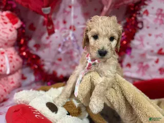 Goldendoodle dogs Goldendoodle Puppy 2 - Ad 11