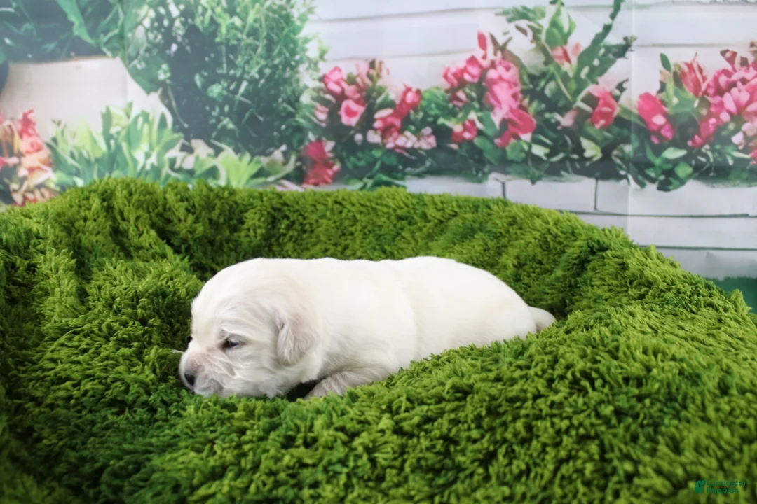 Golden Retriever dogs for sale: Yeti - Ad 1