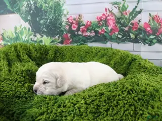 Golden Retriever dogs Yeti - Ad 19