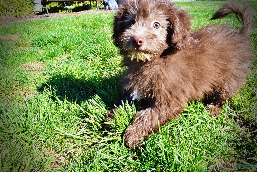 Havapoo dogs for sale: Hero - Ad 12